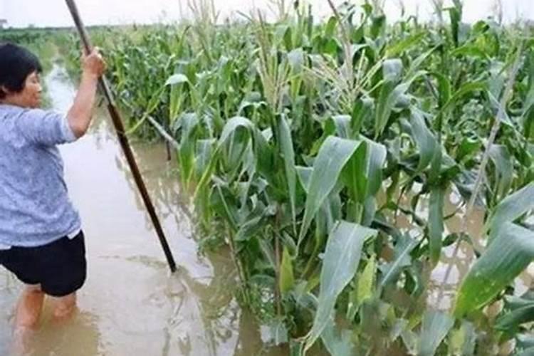 种茄子用什么肥料比较好？