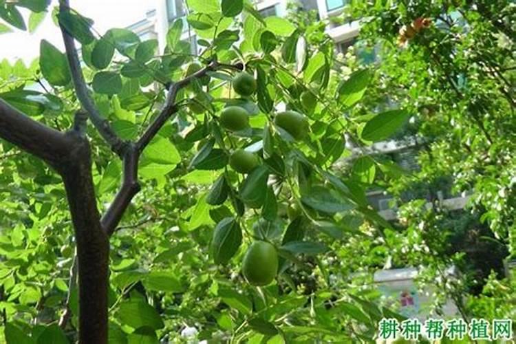枣树施什么肥最好