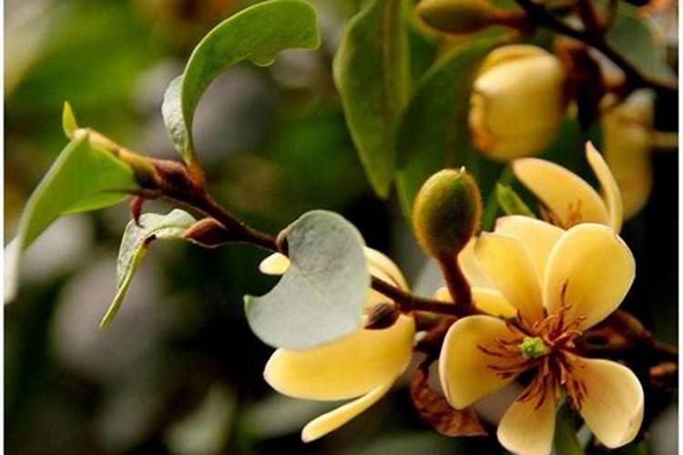 含笑花怎么养开花多,4个步骤使其枝条开满花