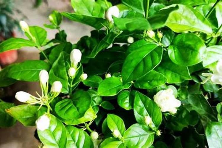 茉莉花春天花谢后可以施全元素复合肥吗