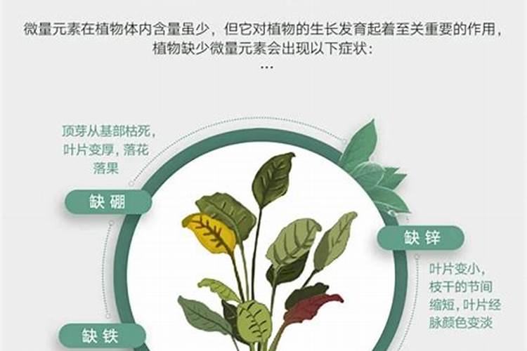 水溶肥施用后多久见效 水溶肥施完三小时后下雨有效吗