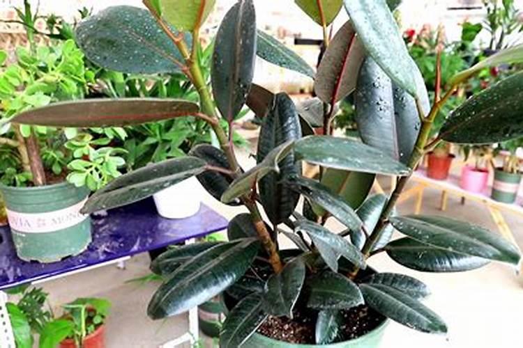 橡皮树什么季节打顶