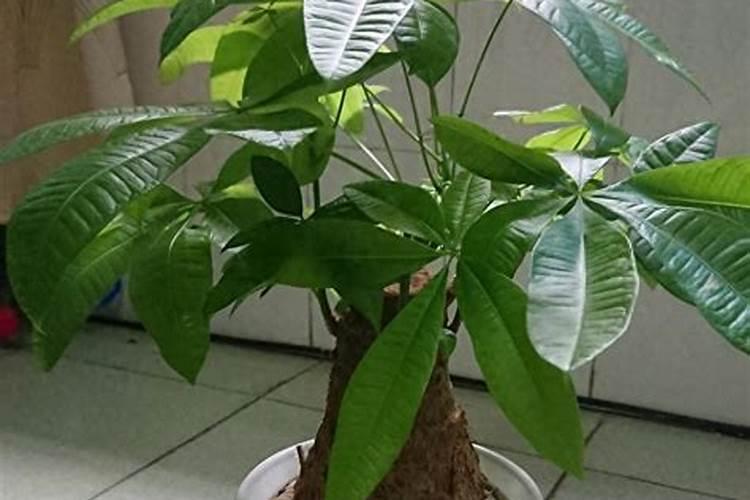 金钱树喜3种肥,花盆里埋一点,呼呼窜新芽,枝繁叶茂,你知道吗？