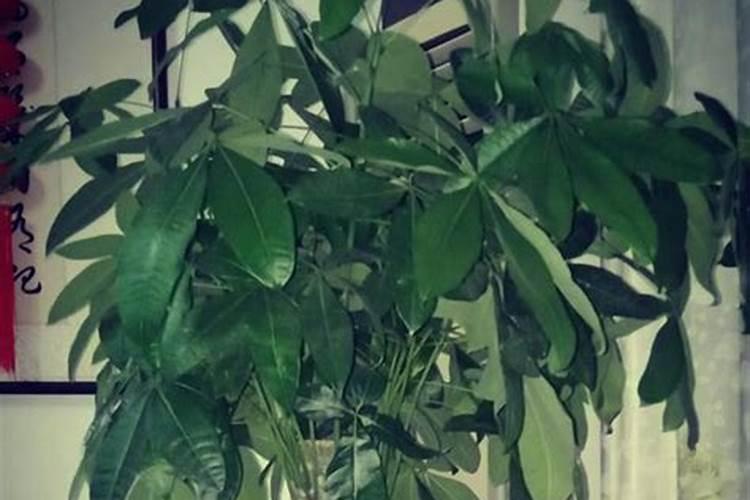 这4种生活垃圾埋进花盆比花肥还好用花花蹭蹭长!