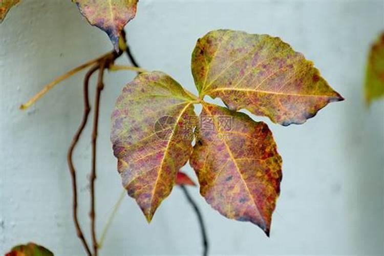 制作叶子腐烂的土(植物叶子腐烂做腐肥可以吗)