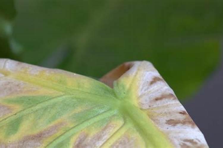 韭菜的烂叶子可不可以做盆栽的肥料