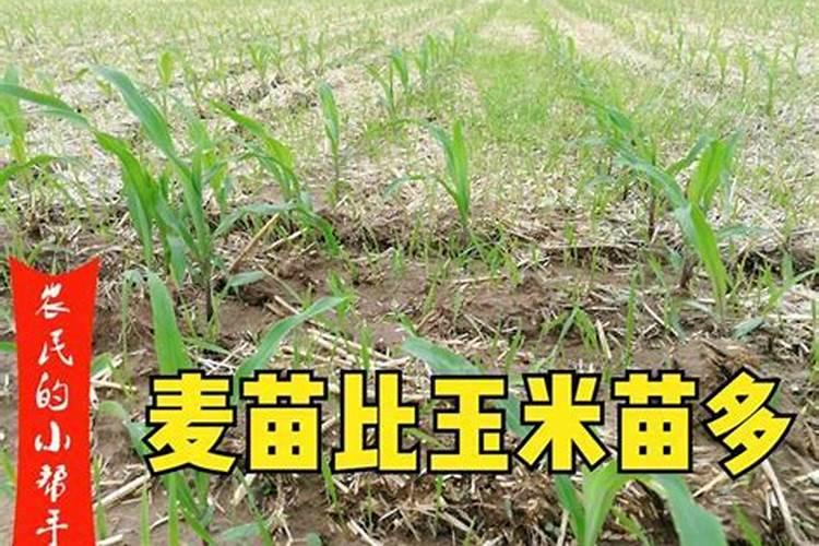 种植小麦,有人说应该播种前浇水,也有人说应该播种后浇水,哪种说法正确...