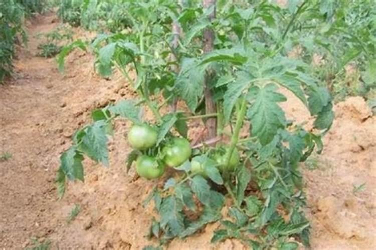 如何自制西红柿肥料 配置方法有哪些