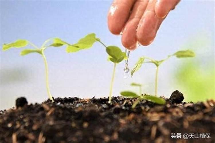 怎么辨别芸苔素内脂 真伪 优劣？ 谢谢
