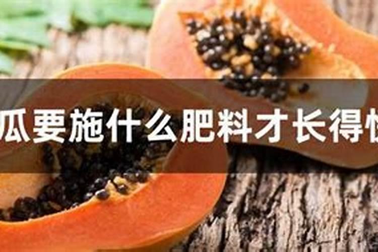 皱皮木瓜的栽培技术
