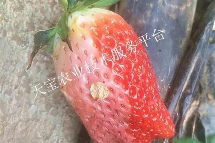 请问专家草莓叶子发黑,果实发黑烂了是什么原因？谢谢!