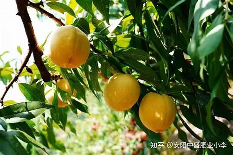 桃树花前施用什么肥料？