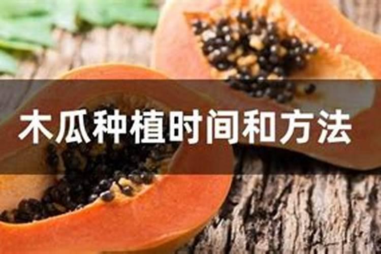 木瓜施什么肥料能使果实很甜