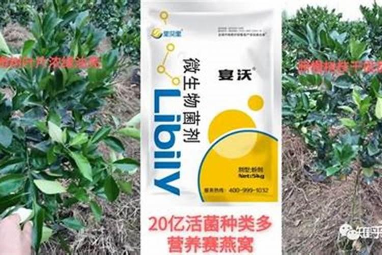 复合肥水稻多久才会吸收？