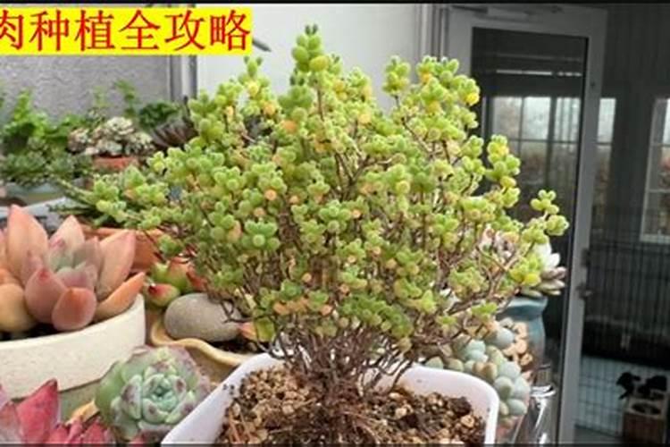多肉施肥方法,用什么肥好