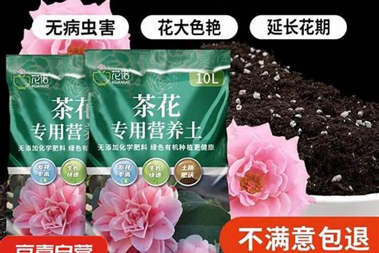 山茶花开花时能施肥吗,开花期施什么肥