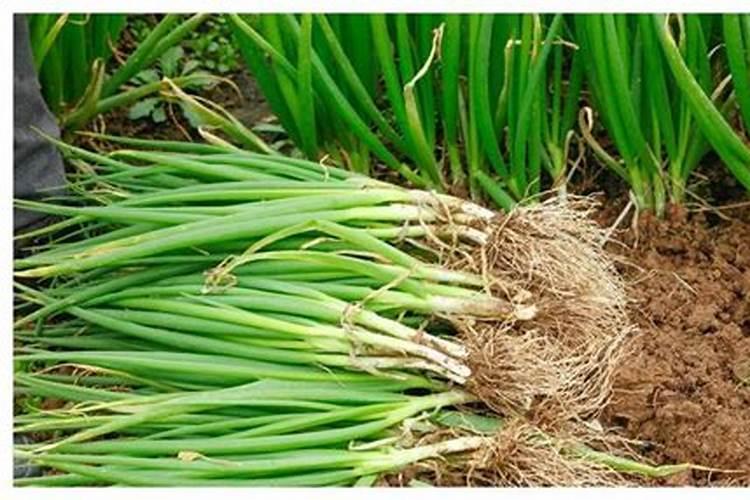 毛葱烂根怎么防治？