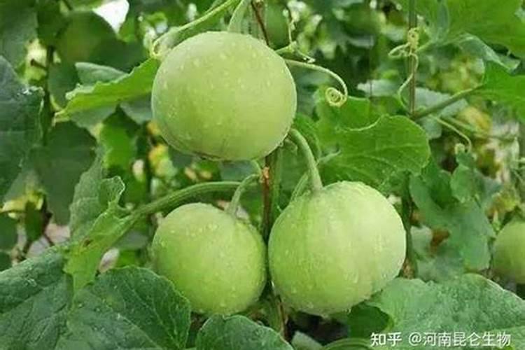 怎样才能让西瓜甜