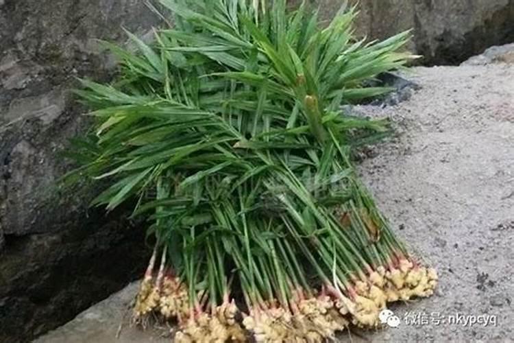 种生姜施什么肥料最好
