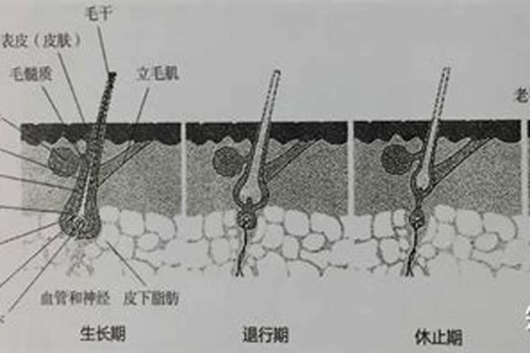 朱顶红不生根
