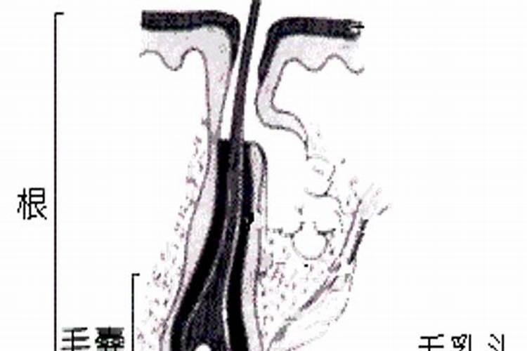 朱顶红不生根怎么办？