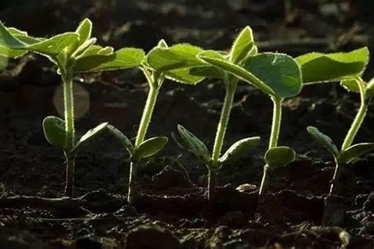 用发酵的泡黄豆水给黄瓜、芸豆施肥可以吗？