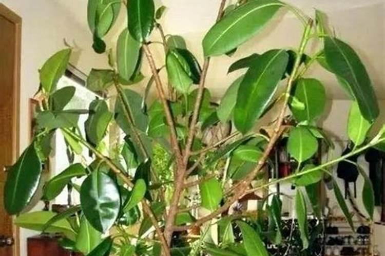 养殖橡皮树的禁忌,不可冬季施肥和强光暴晒