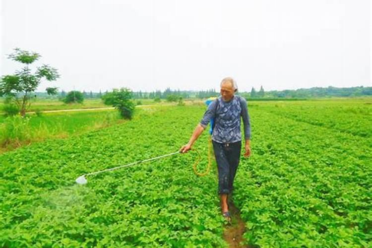 西红柿底肥用什么肥料好