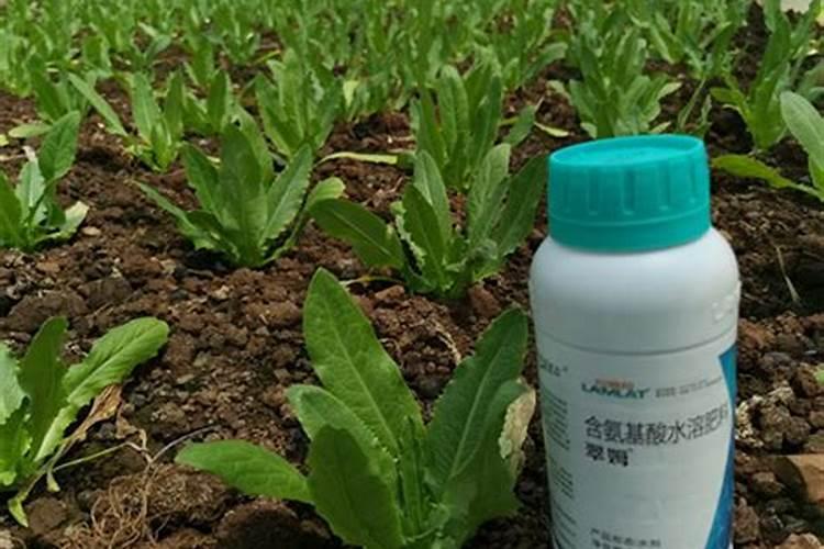 瓜果蔬菜叶面肥的正确使用方法(什么时候打叶面肥好)