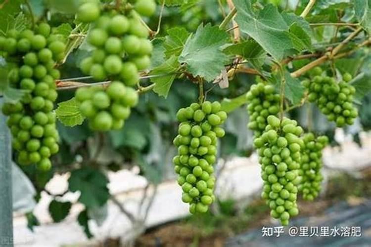 葡萄转色期用高磷肥能行不葡萄上色期用什么肥料好