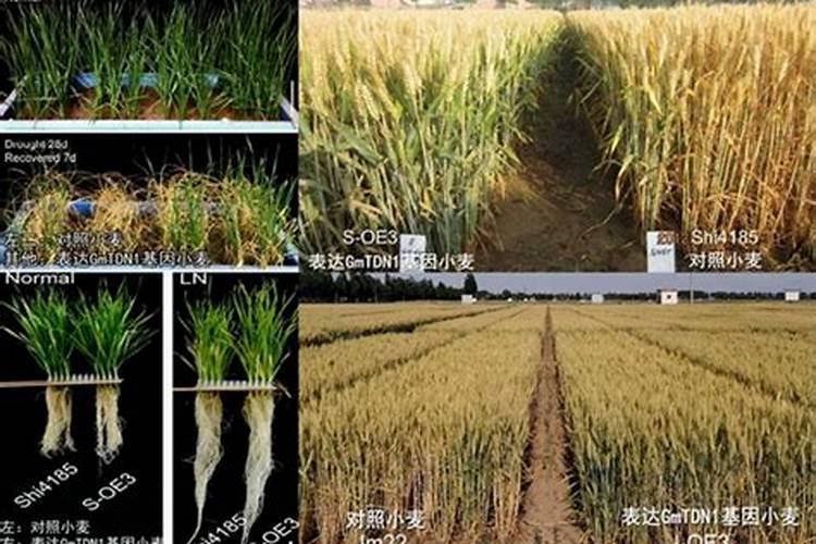 小麦种植成本明细