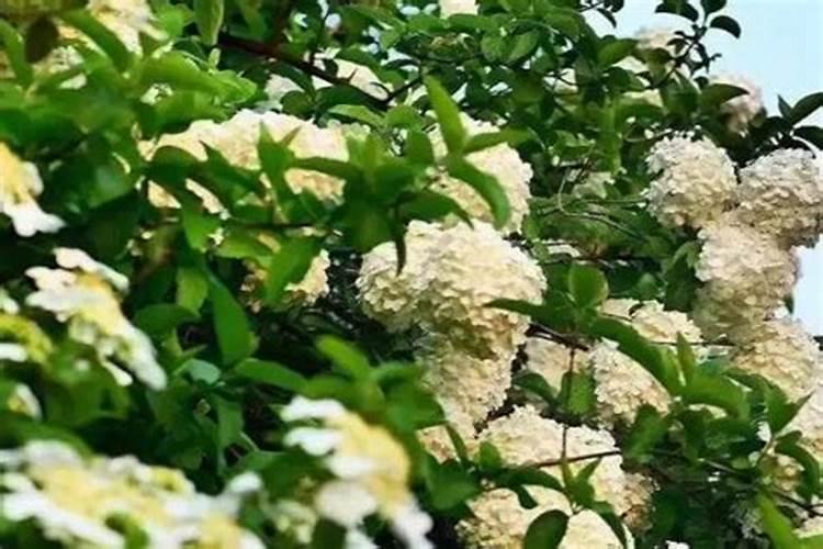 种花放肥方法