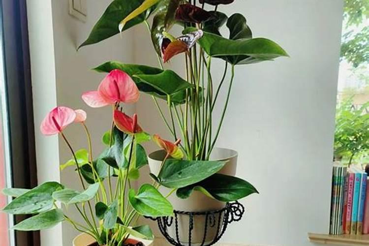 种花如何放底肥