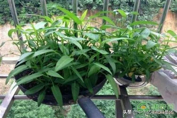 空心菜怎么样种植高产？