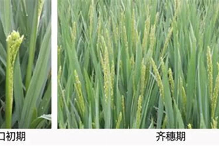 水稻破口期需要水吗