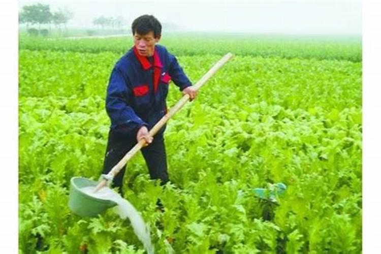 脐橙有哪些专用肥 如何进行施肥