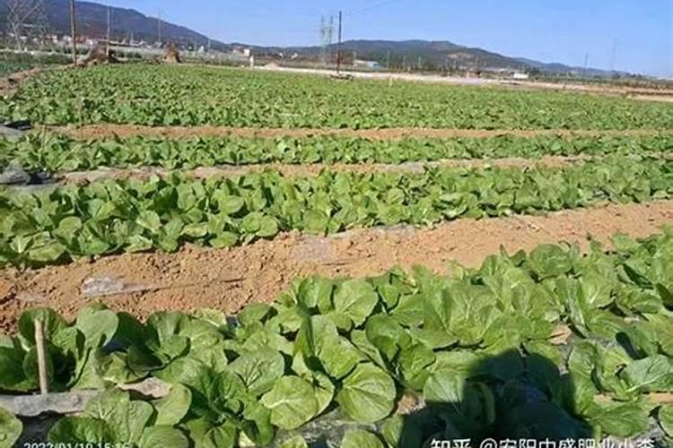 土豆膨大用哪种钾肥好