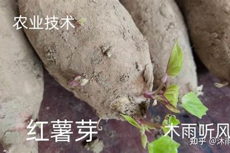 红薯苗长出地面喷什么叶面肥最好？