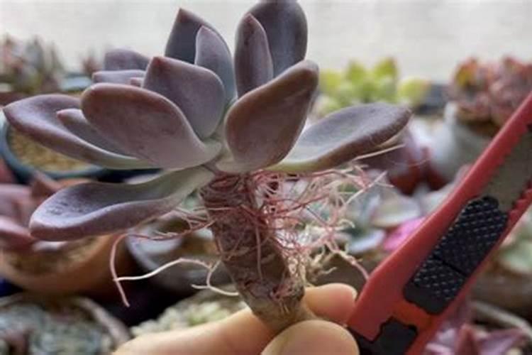 多肉植物用什么肥料复合肥可以吗