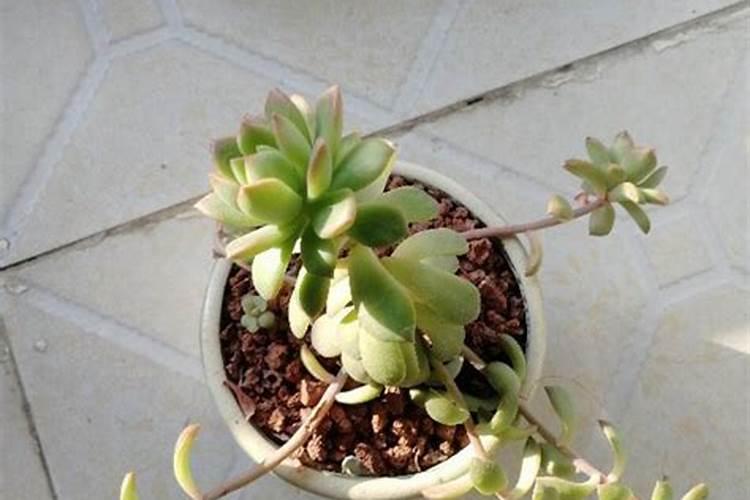 多肉植物徒长怎么办