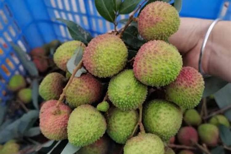 芸乐收和芸苔素一样吗
