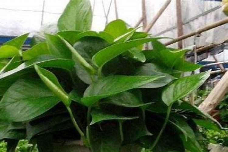 苹果树施肥最佳时间 苹果树什么时候施肥