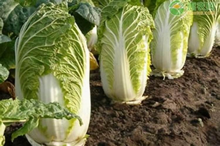 桔子树一年四季,不同的生长季节,用什么肥料最好？