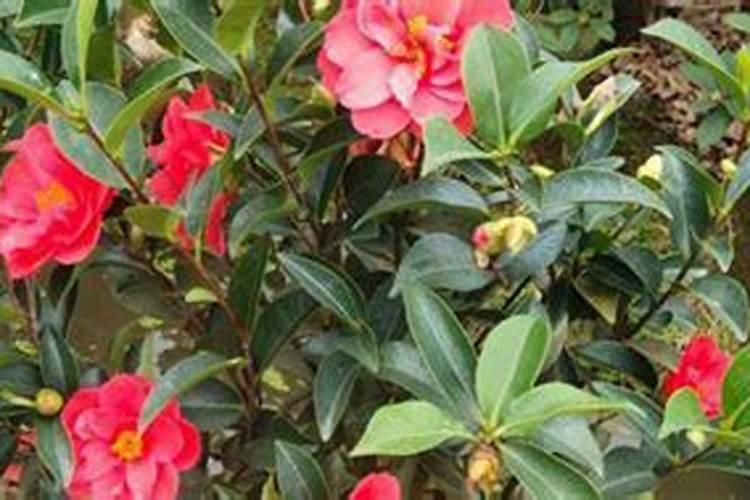 茶花在开花期间如何浇水施肥