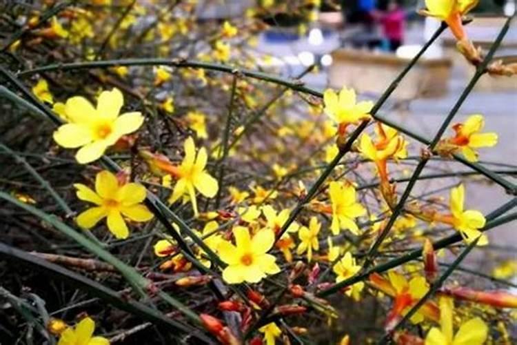 迎春花为什么只长叶子不开花