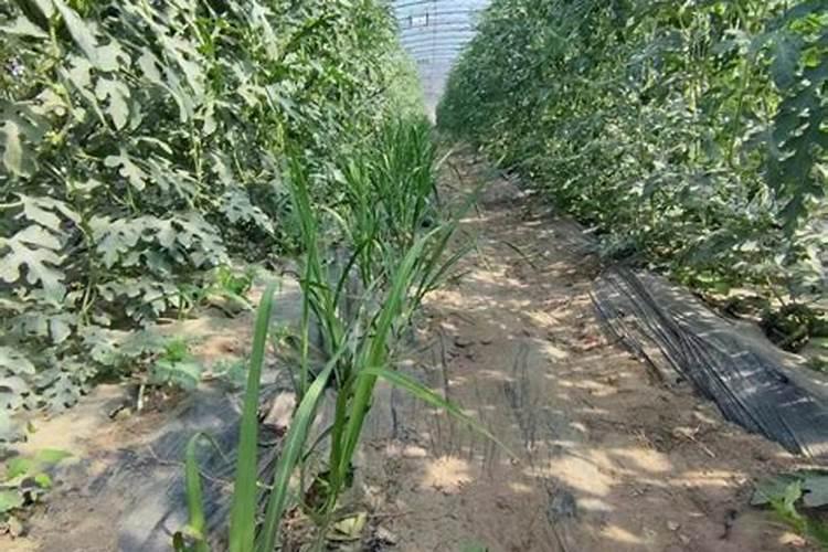 甘蔗营养特点与施肥技术