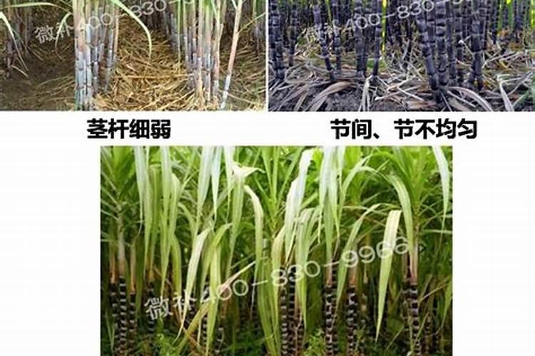 黑皮甘蔗病虫害的防治方法