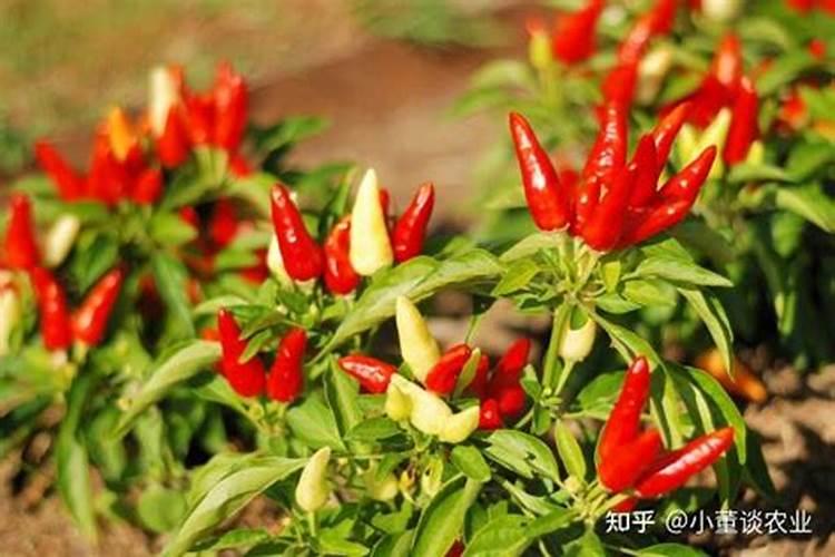 朝天椒盛花期能喷施硼肥和锌肥吗