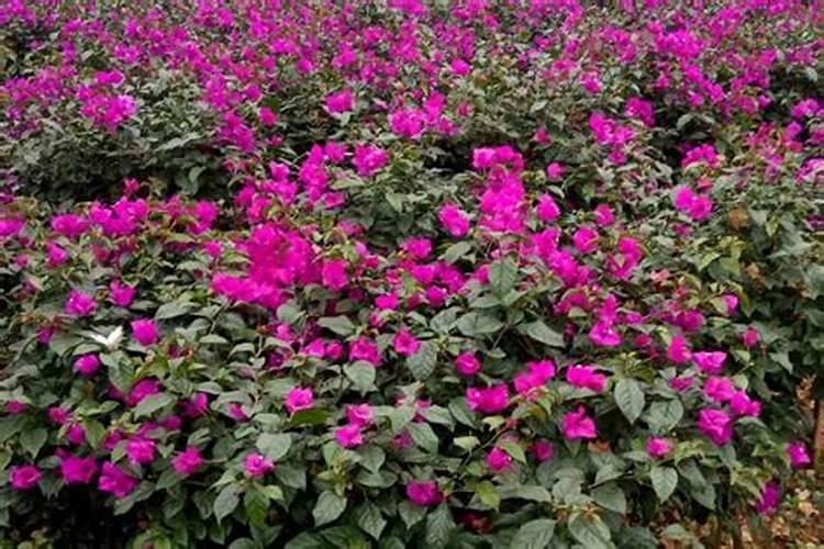 三角梅施肥施什么肥 怎么施肥才好
