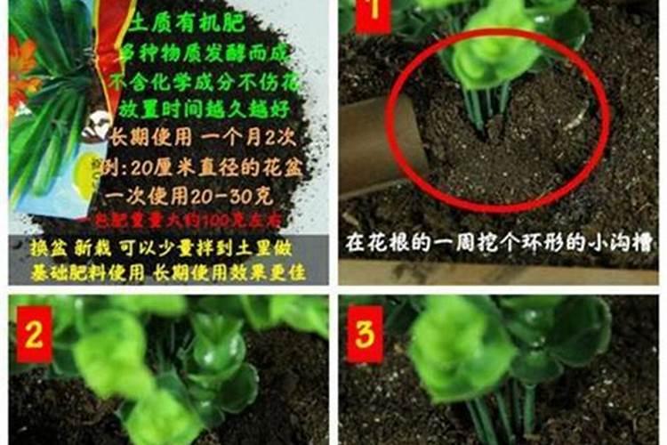 龟背竹花肥用什么合适 肥料制作与使用方法